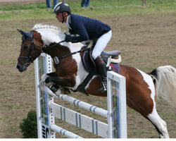 Das Lewitzer auch exzellente Springponys sind beweist Robert Brunhs mit dem Hengst Orkan H. Foto: Wego Das Lewitzer auch exzellente Springponys sind beweist Robert Brunhs mit dem Hengst Orkan H. Foto: Wego